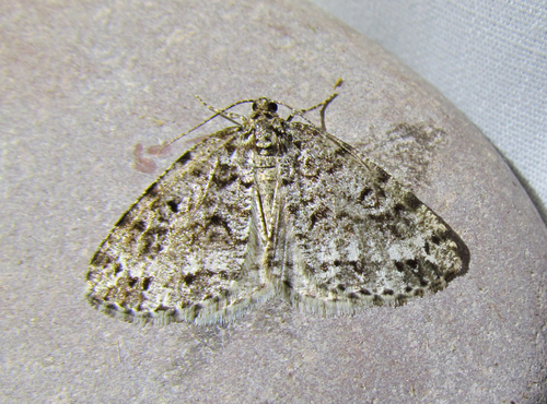 Orthofidonia exornata
