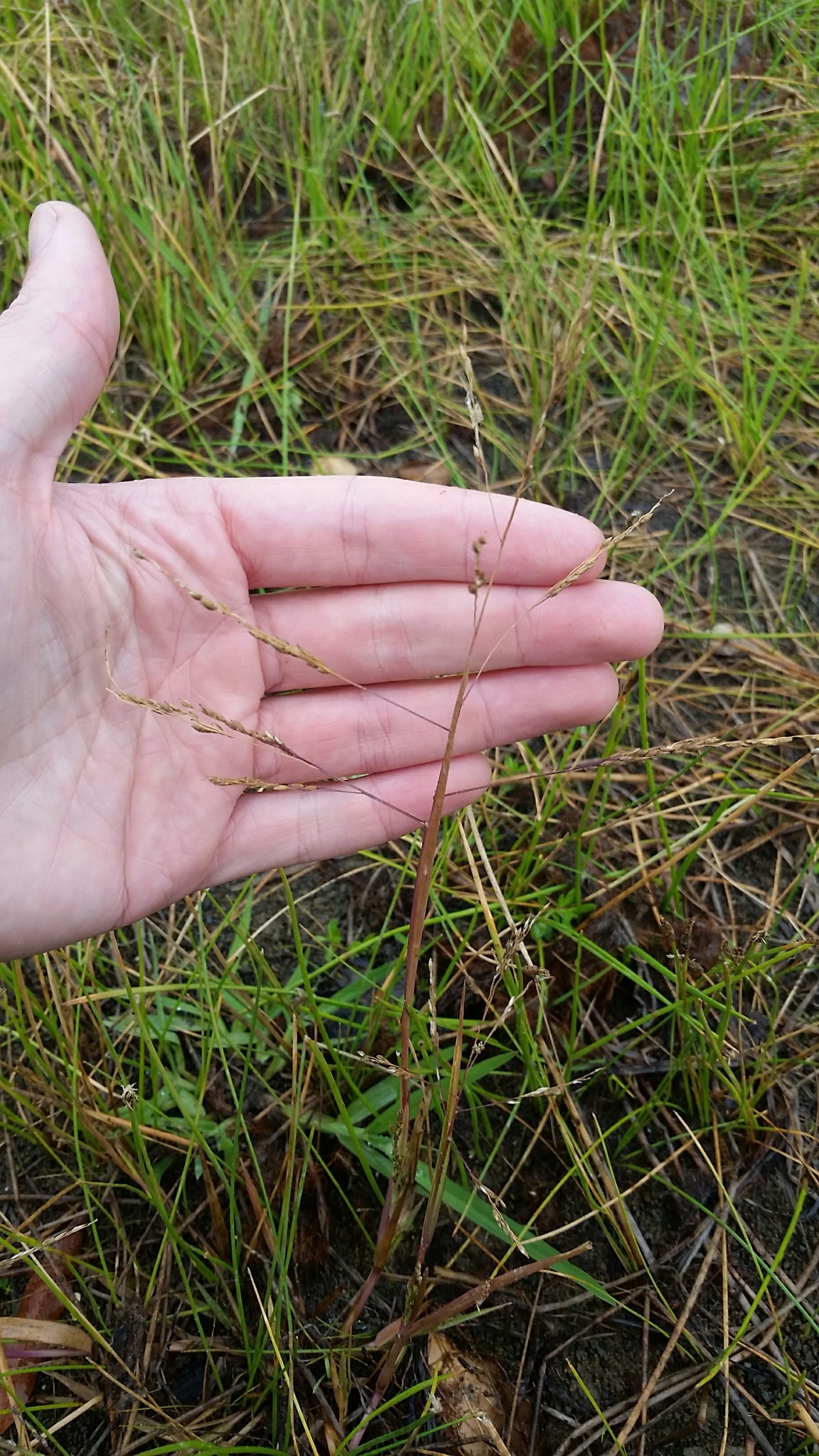 Panicum dichotomiflorum ssp. dichotomiflorum