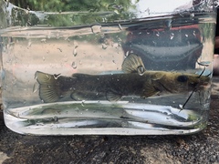 Ameiurus brunneus