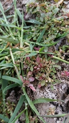 Amaranthus californicus