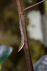 Anolis alfaroi
