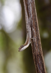 Anolis alfaroi