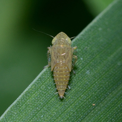 Graminella nigrifrons