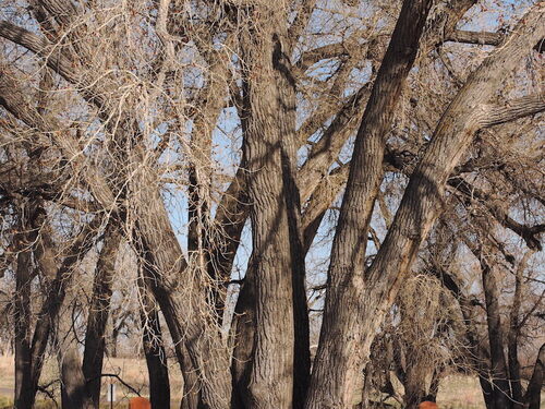 Populus deltoides iNat (2)