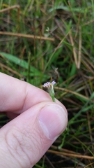 Symphyotrichum expansum