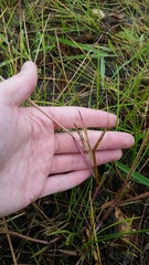 Panicum dichotomiflorum dichotomiflorum