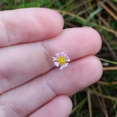 Symphyotrichum expansum
