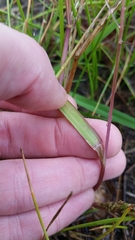 Panicum dichotomiflorum dichotomiflorum