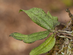 Drymoanthus flavus