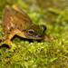Río Aloapan Tree Frog - Photo (c) Drymarchon Simón, some rights reserved (CC BY-NC), uploaded by Drymarchon Simón