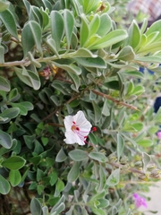 Acleisanthes