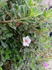 Acleisanthes