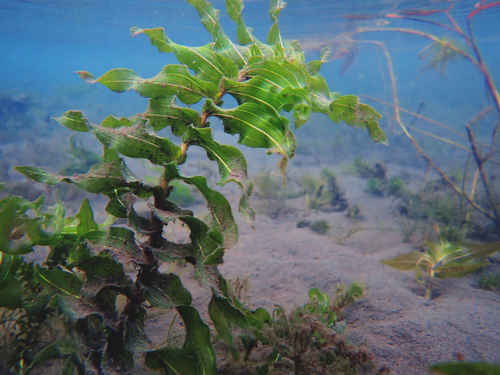 Richardson's pondweed (Potamogeton richardsonii)