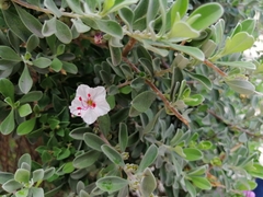 Acleisanthes