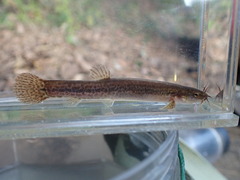 Eight-Whiskered Stone Loach photo 1