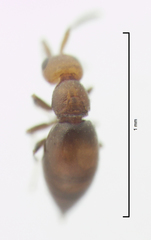 Lagynodes gastroleius