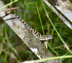 Anolis rubribarbus