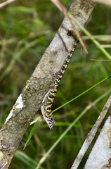 Anolis rubribarbus