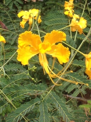Caesalpinia pulcherrima flava