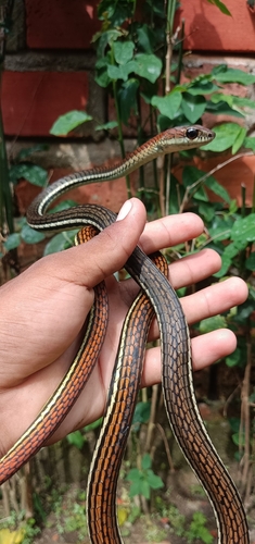 Dendrelaphis caudolineatus