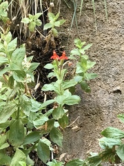 Erythranthe verbenacea