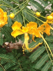 Caesalpinia pulcherrima flava