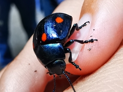 Labidomera suturella