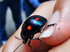 Labidomera suturella