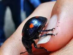 Labidomera suturella