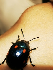 Labidomera suturella