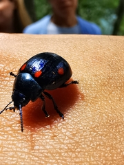 Labidomera suturella