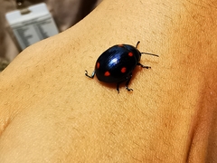 Labidomera suturella