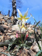 Erythronium multiscapideum