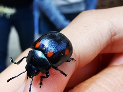 Labidomera suturella