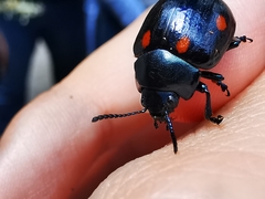 Labidomera suturella