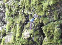 Toxorhynchites splendens