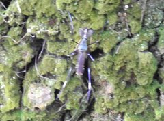 Toxorhynchites splendens