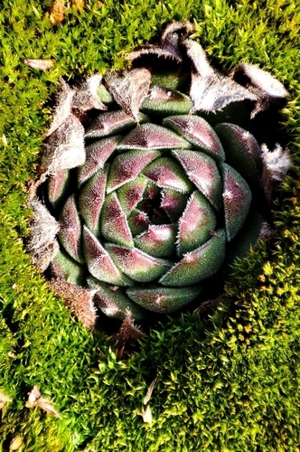 Sempervivum ruthenicum, photograph 1