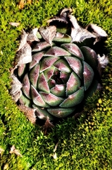 Viktor Strenada, CC BY, iNaturalist via GBIF Sempervivum ruthenicum, photograph Viktor Strenada, CC BY, iNaturalist via GBIF