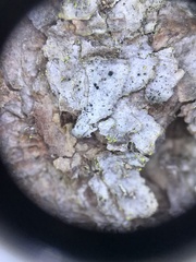 Chaenotheca chrysocephala