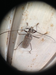 Susuacanga stigmatica