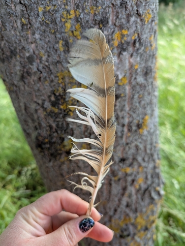 View observation of {o.common_name} on iNaturalist