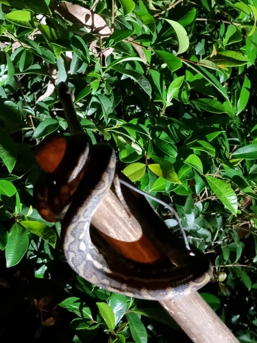 Coastal Carpet Python sighting