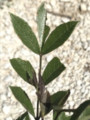 Fraxinus velutina