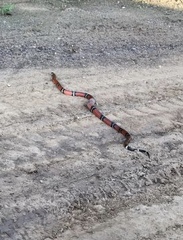 Lampropeltis polyzona