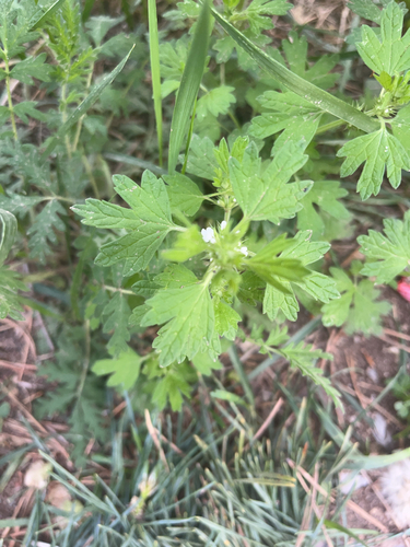 Lagopsis supina