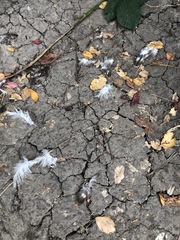 Patagioenas fasciata