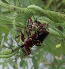 Apiomerus flaviventris