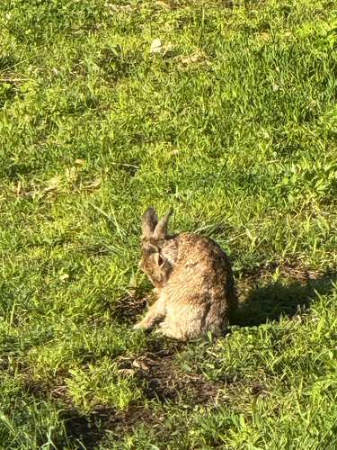 Eastern Cottontail photographed in Connecticut