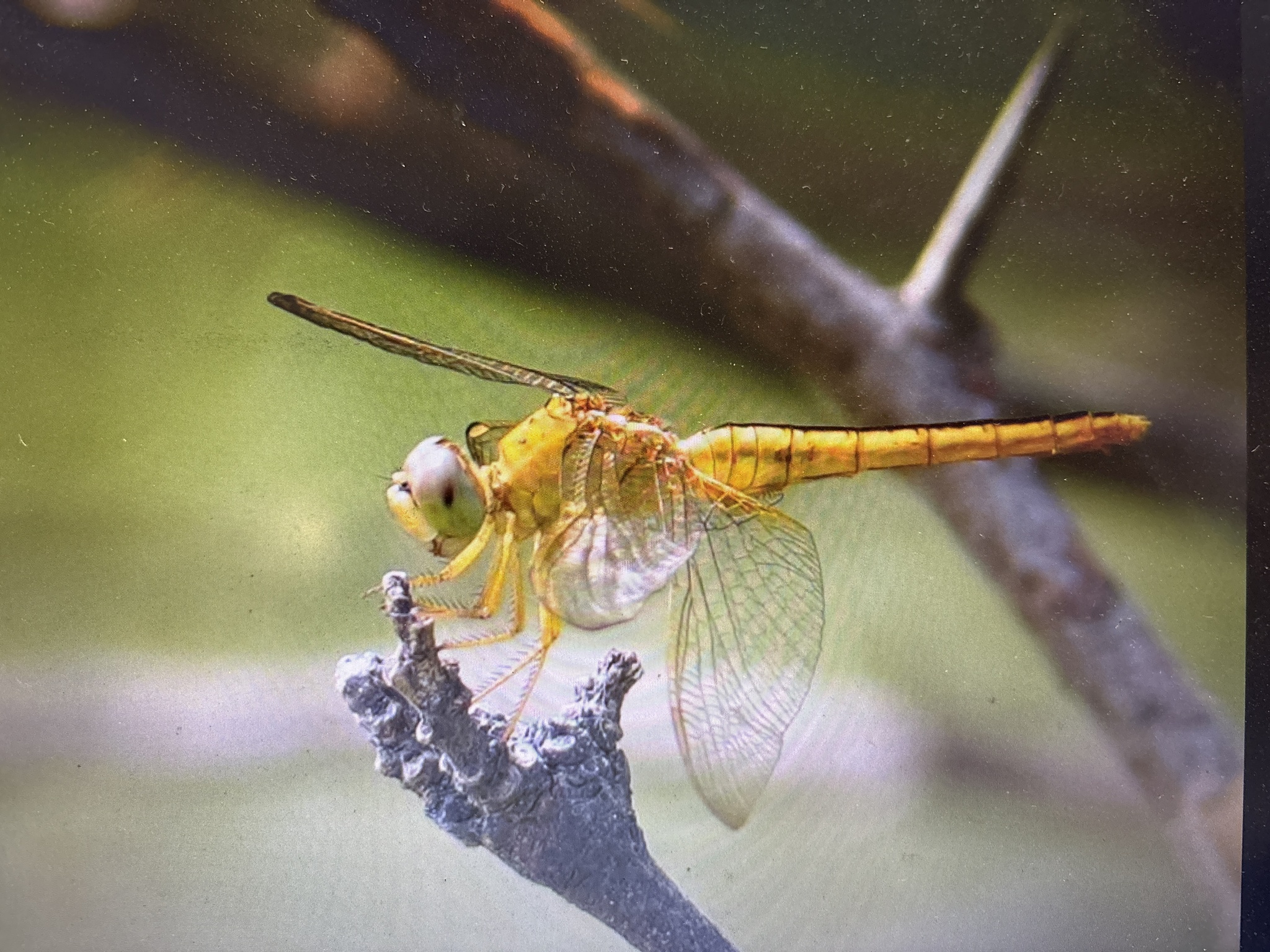 Scarlet Skimmer